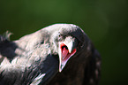 carrion crow portrait