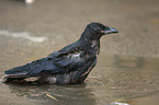 carrion crow