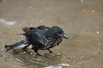 carrion crow