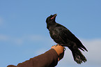 carrion crow