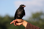 carrion crow