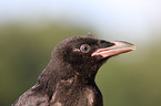 carrion crow portrait