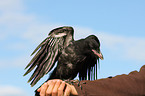 carrion crow