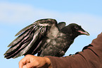 carrion crow