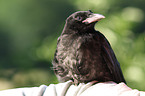 carrion crow