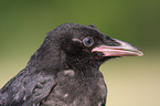 carrion crow portrait