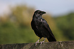 crow