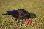 crow