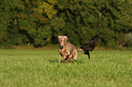 Weimaraner and crow