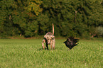 Weimaraner and crow