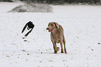 Weimaraner and crow