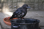 crow