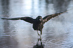 walking Crow