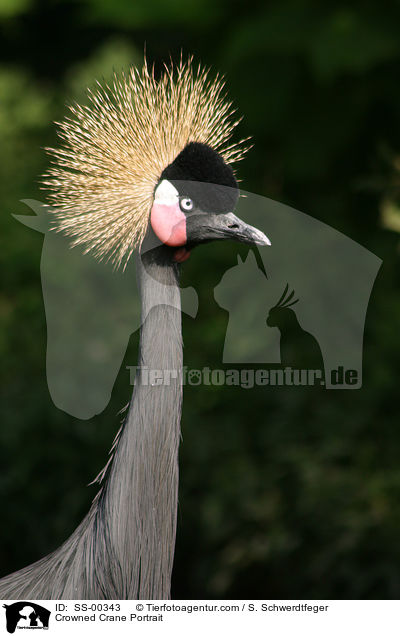 Crowned Crane Portrait / SS-00343