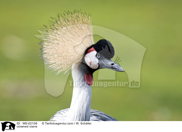Kronenkranich / crowned crane / WS-02108