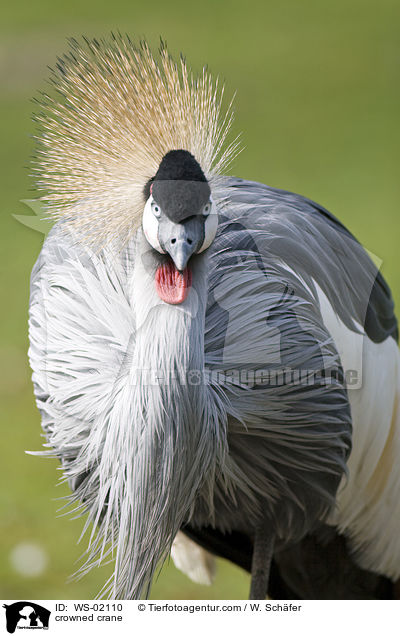 crowned crane / WS-02110