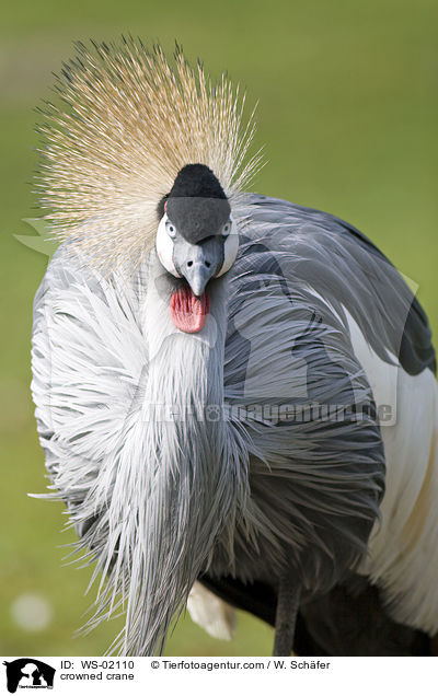 Kronenkranich / crowned crane / WS-02110