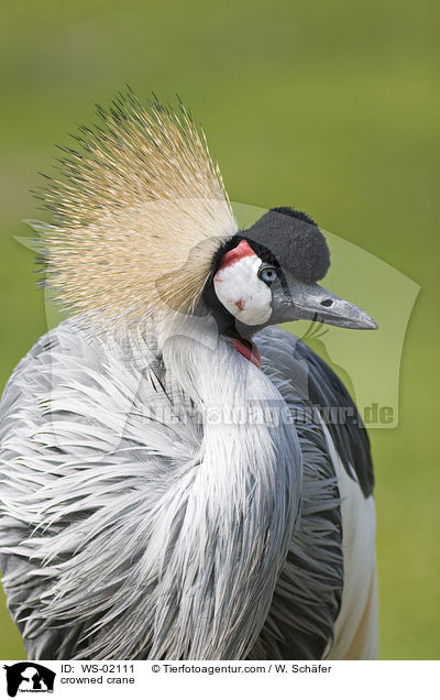 Kronenkranich / crowned crane / WS-02111