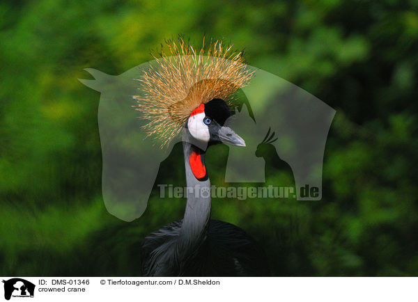 crowned crane / DMS-01346