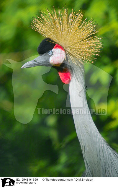 crowned crane / DMS-01359