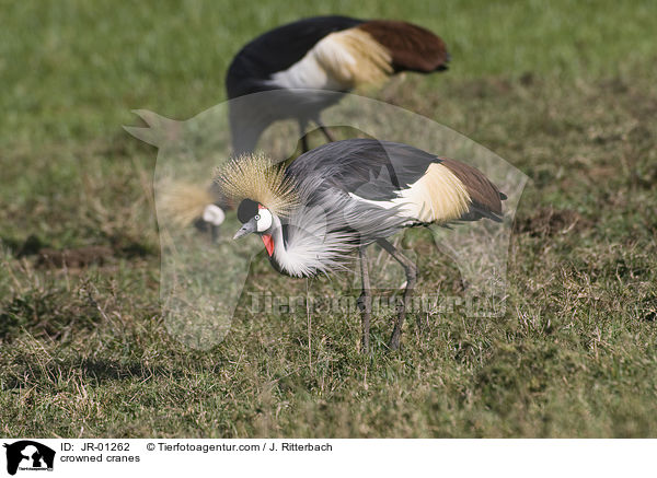 crowned cranes / JR-01262