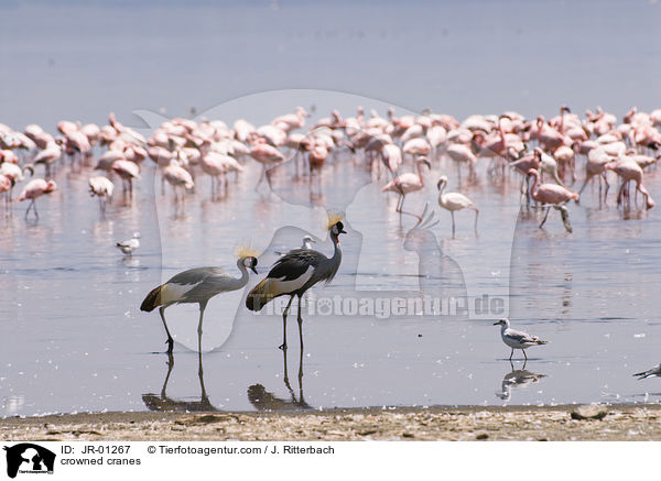 Kronenkraniche / crowned cranes / JR-01267