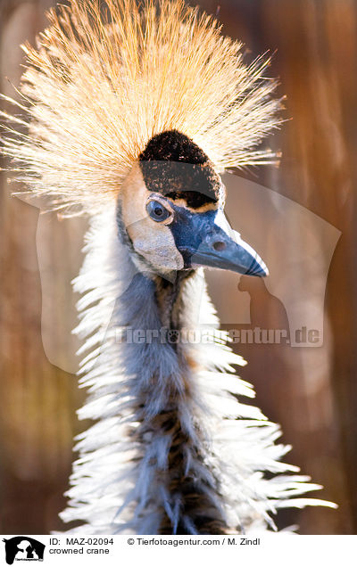 Kronenkranich / crowned crane / MAZ-02094