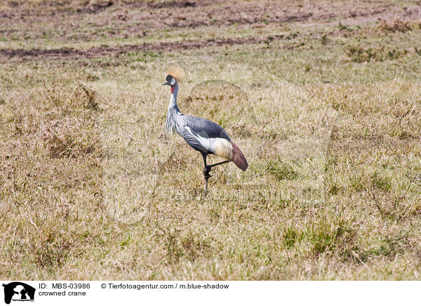 crowned crane / MBS-03986