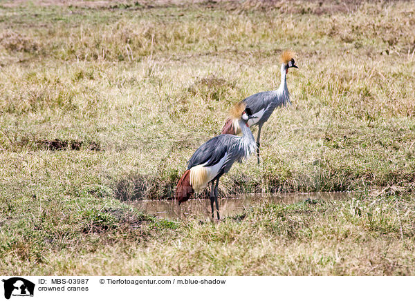 crowned cranes / MBS-03987