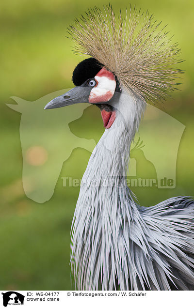 crowned crane / WS-04177