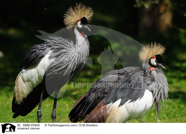 Kronenkraniche / crowned cranes / DMS-05990