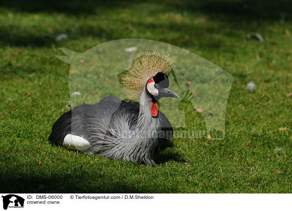 Kronenkranich / crowned crane / DMS-06000