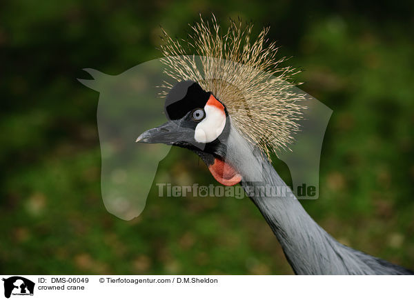 crowned crane / DMS-06049