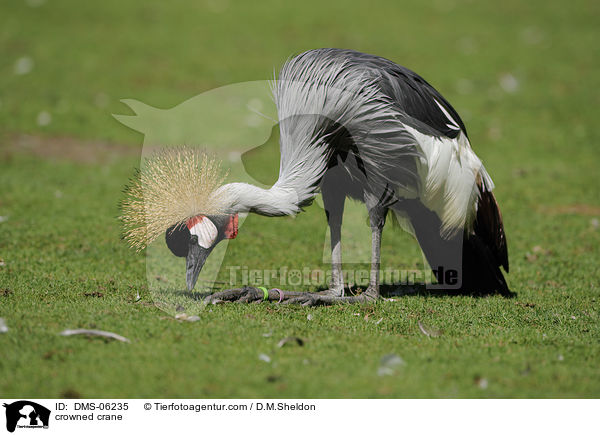 crowned crane / DMS-06235