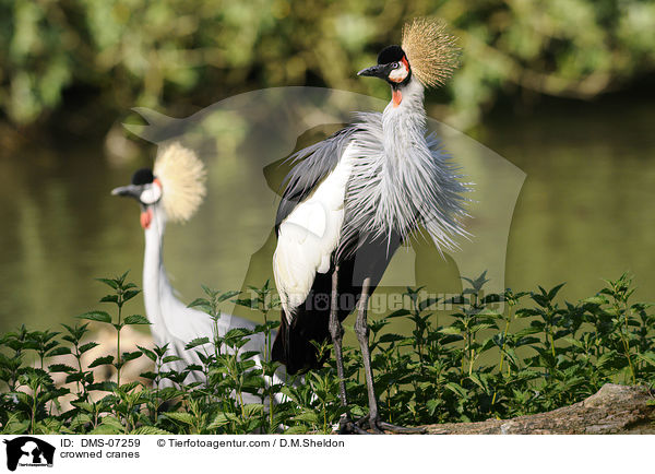 Kronenkraniche / crowned cranes / DMS-07259