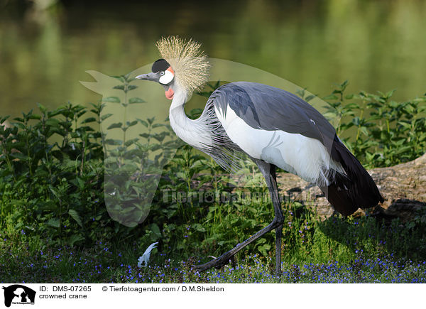 Kronenkranich / crowned crane / DMS-07265