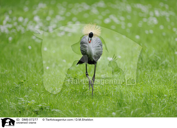 crowned crane / DMS-07277