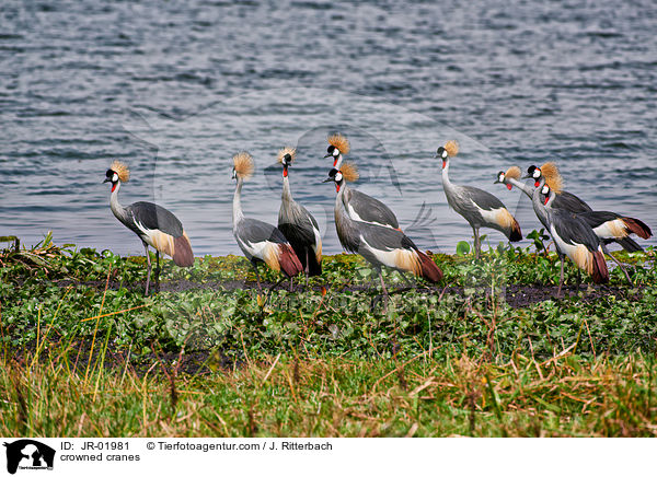Kronenkraniche / crowned cranes / JR-01981
