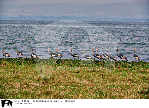 Kronenkraniche / crowned cranes / JR-01982