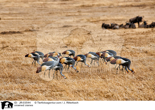 Kronenkraniche / crowned cranes / JR-03544