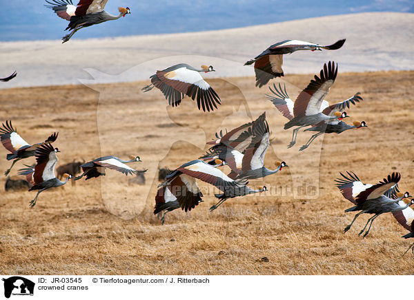 crowned cranes / JR-03545