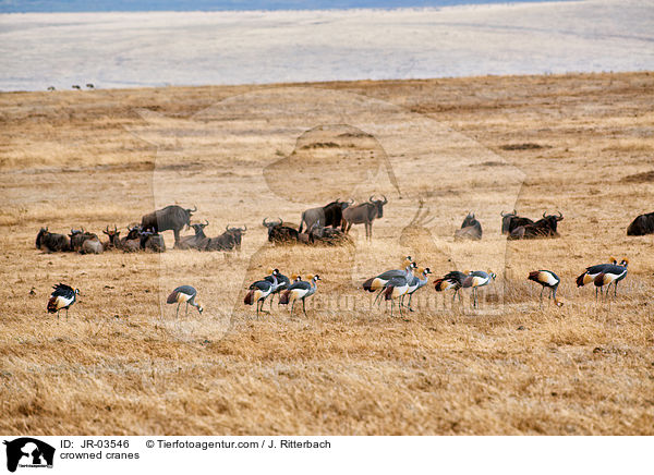 Kronenkraniche / crowned cranes / JR-03546