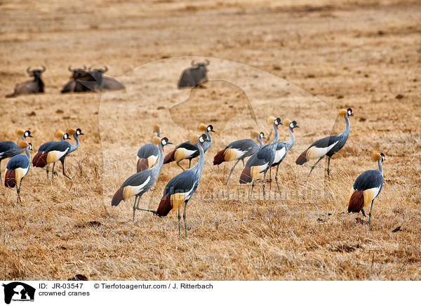 Kronenkraniche / crowned cranes / JR-03547