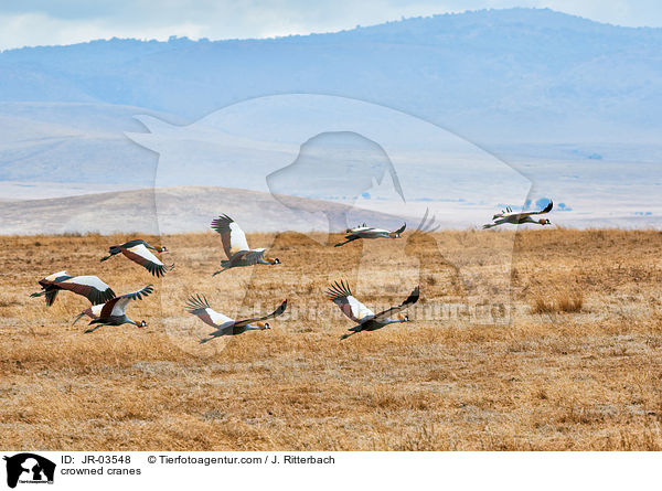 Kronenkraniche / crowned cranes / JR-03548