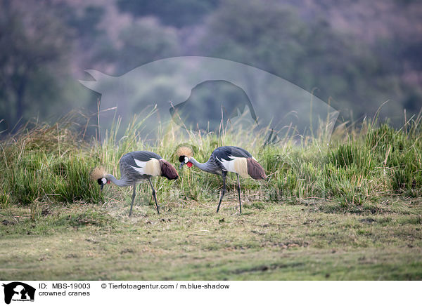 crowned cranes / MBS-19003