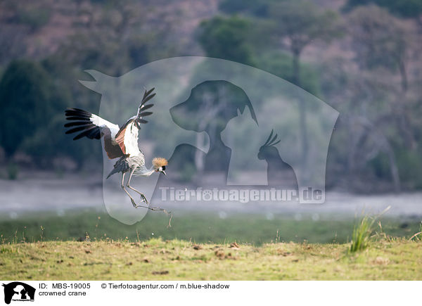 crowned crane / MBS-19005