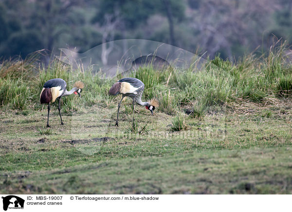 crowned cranes / MBS-19007