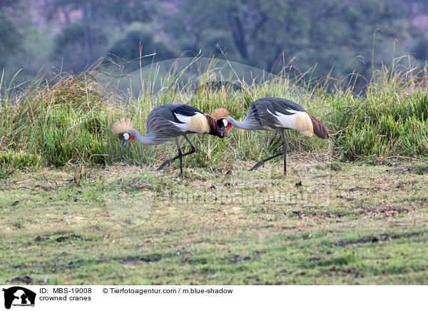 crowned cranes / MBS-19008