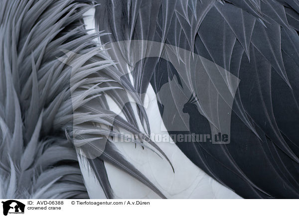 Kronenkranich / crowned crane / AVD-06388