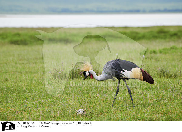 laufender Kronenkranich / walking Crowned Crane / JR-04491